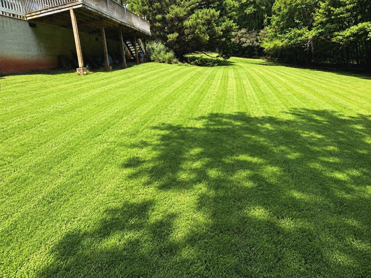 Lawn after service