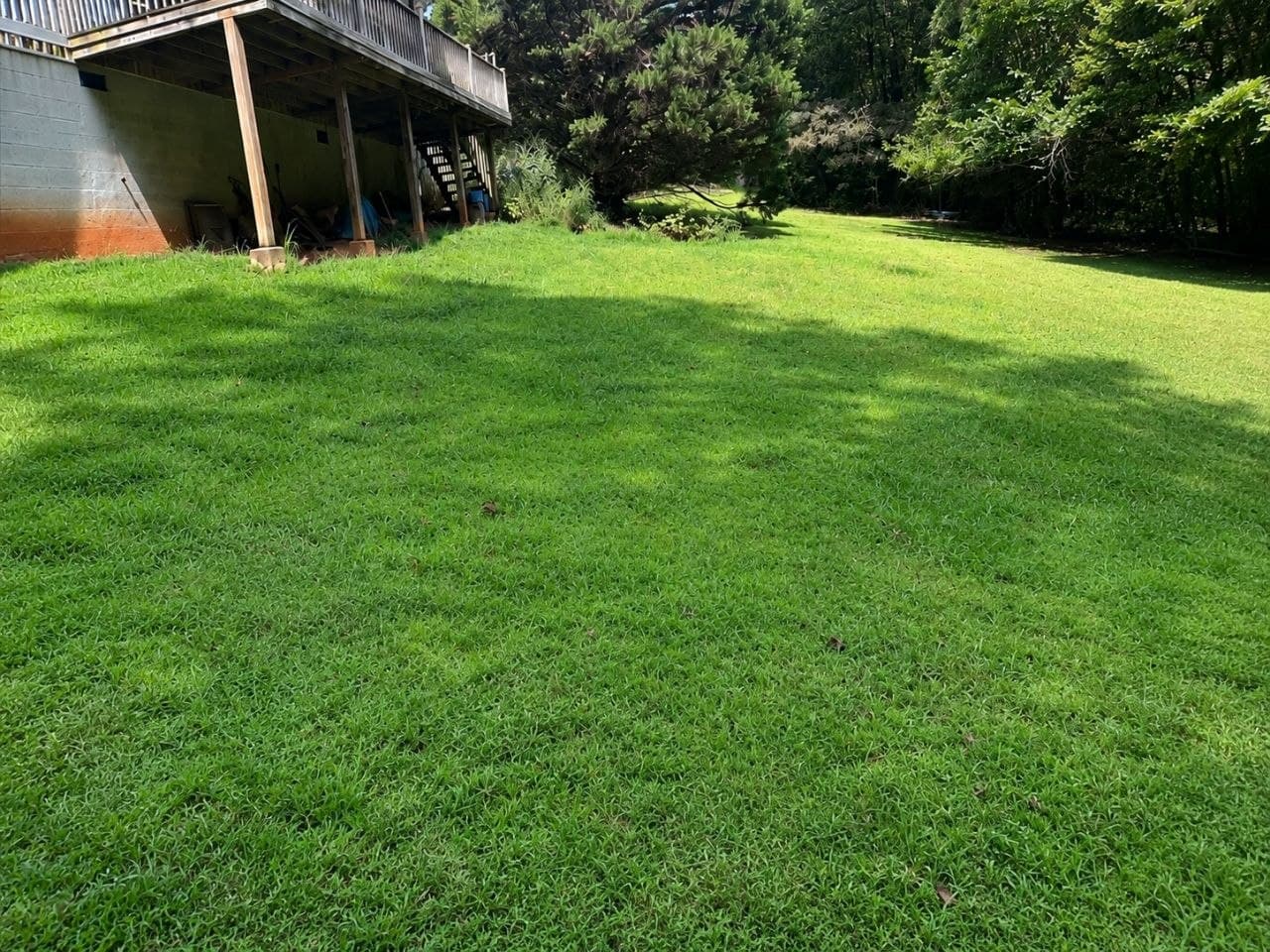 Lawn before service